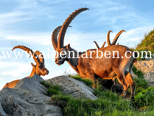 IBEX-Familie im Alpsteingebirge